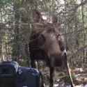 Moosefriend_thumb.jpg
