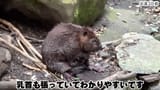 beaver boobs