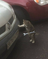 cat3