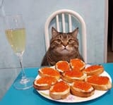 cat21