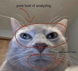 Kot analysis 