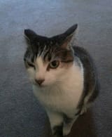 cat50