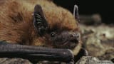 Bat