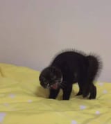 cat very angry