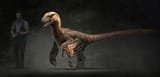 Feathered raptor