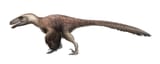 Utahraptor_ostrommaysorum_for_wikipedia_by_fredthedinosaurman-dbq2uyf