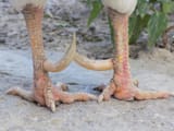 rooster-spurs