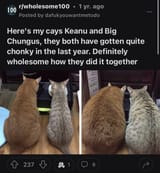 cat owners