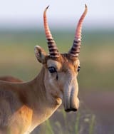 Saiga antelope aka Mongolian saiga
