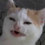 avatars-E0P5PipGQmpIfKpq-zZg8Zg-t500x500