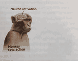 neuron-activation