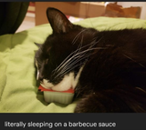 cat12