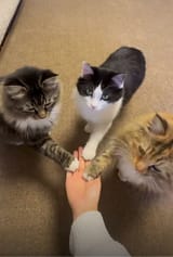 1727418221730125