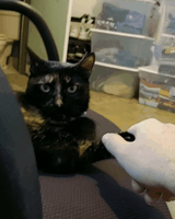 catattack