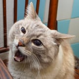 blini