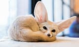 choosing_fennec_fox-622337