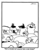 realsheep