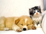 HD-wallpaper-kitty-and-puppy-kitty-puppy-dog-cat
