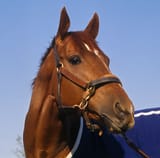 Secretariat-racehorse-1973-portrait-triple-crown-winner_jpg