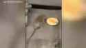 (42) Rat steals donut from NYC subway and shares with friend - YouTube_thumb.jpg