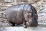 hippo