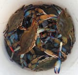 bucket-of-crabs-frank-parisi
