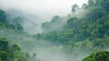 steaming rainforest