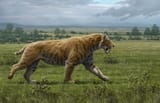 Smilodon populator, Computer illustration of a sabre-toothed cat in grassland during the Pleistocene epoch