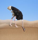 ostrich-head-burying-sand-concept-ostrich-head-burying-sand-151508568