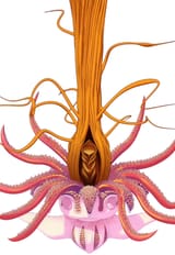 Bigukkomon
