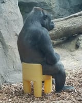 contemplating_gorilla