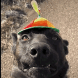 funny-dog-propeller-cap