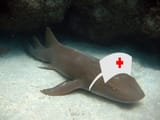 nurse shark