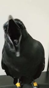 1729704579413382