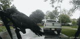 crowindshield