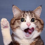 raises paw