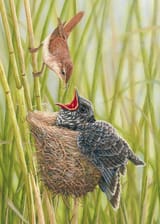 reedwarblercuckoo-731x1024