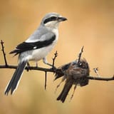 shrike