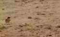 shrike vs snake_thumb.jpg