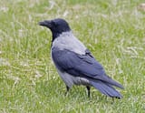 Corvus_corone_Oulu_Finland_2020-09-20