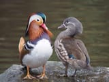 Pair_of_mandarin_ducks[1]