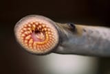 species-Sea-lamprey-mouth-jawless-fish-Great