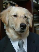 dog_suit_concerned