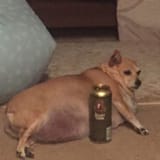 fat fuck