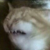 155563425