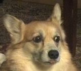corg what