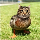 kot duc