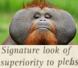 orangubro