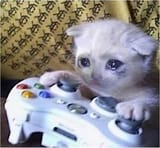 300px-Sad_Gaming_Cat