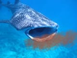 Shark-eating-krills